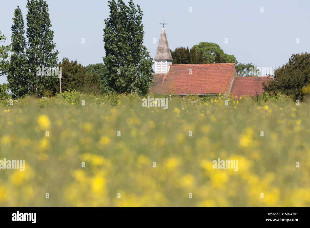 Cobham, Kent REGNO UNITO. 14 Maggio, 2018. Un campo di colza a Cobham. Si tratta di un giorno caldo e soleggiato nel grazioso villaggio di Kent di Cobham nel Kent. Rob Powell/Alamy Live News Foto Stock