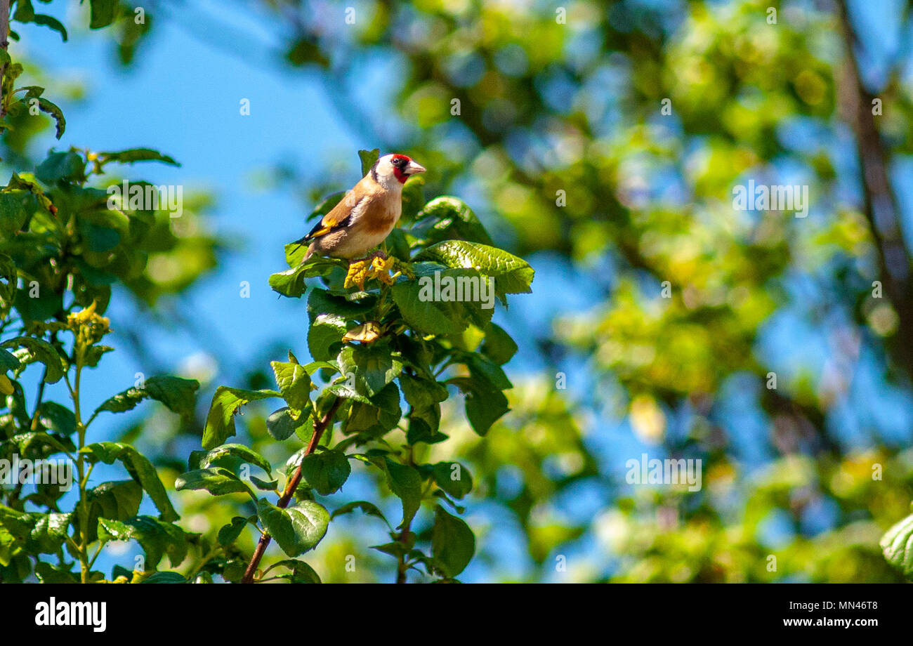 Bristol, Regno Unito. 14 maggio 2018. Cardellini in Bristol Garden il cardellino è un altamente colorata finch con un luminoso faccia rossa e gialla patch di ala. Socievole, spesso di allevamento in colonie allentati, hanno un delizioso liquido cinguettio il canto e la chiamata. La loro lunga becchi sottili consentono loro di estrarre altrimenti inaccessibili i semi di cardi e teasels. Sempre più stanno visitando le tabelle degli uccelli e degli alimentatori. In inverno molti UK cardellini migrare come estremo sud come la Spagna. Credito: Chandra Prasad/Alamy Live News Foto Stock