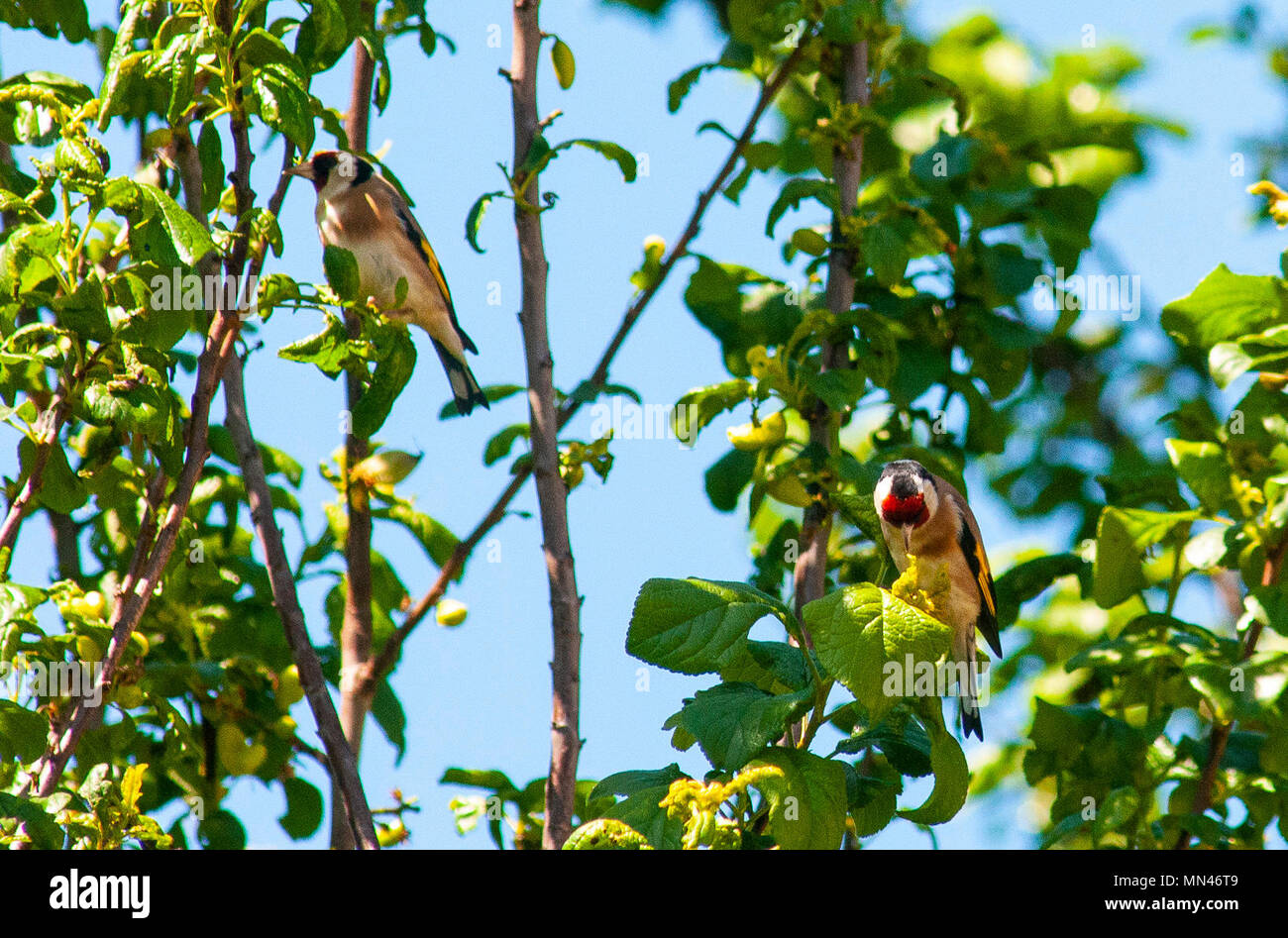 Bristol, Regno Unito. 14 maggio 2018. Cardellini in Bristol Garden il cardellino è un altamente colorata finch con un luminoso faccia rossa e gialla patch di ala. Socievole, spesso di allevamento in colonie allentati, hanno un delizioso liquido cinguettio il canto e la chiamata. La loro lunga becchi sottili consentono loro di estrarre altrimenti inaccessibili i semi di cardi e teasels. Sempre più stanno visitando le tabelle degli uccelli e degli alimentatori. In inverno molti UK cardellini migrare come estremo sud come la Spagna. Credito: Chandra Prasad/Alamy Live News Foto Stock