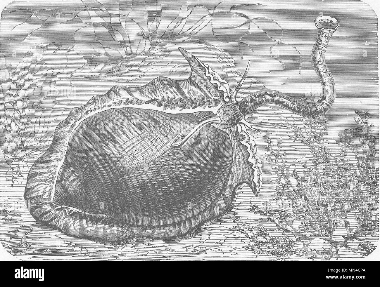 Molluschi. Tun-shell, Dolium perdix 1896 antica vintage delle immagini di stampa Foto Stock