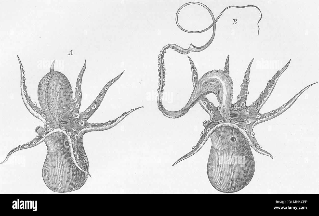 Molluschi. Argonaut maschio & hectocotylus 1896 antica vintage delle immagini di stampa Foto Stock