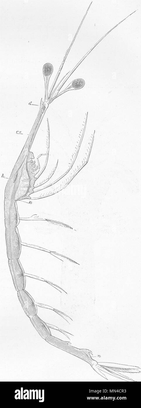 Crostacei. A collo lungo i gamberetti, Leucifer 1896 antica immagine di stampa Foto Stock