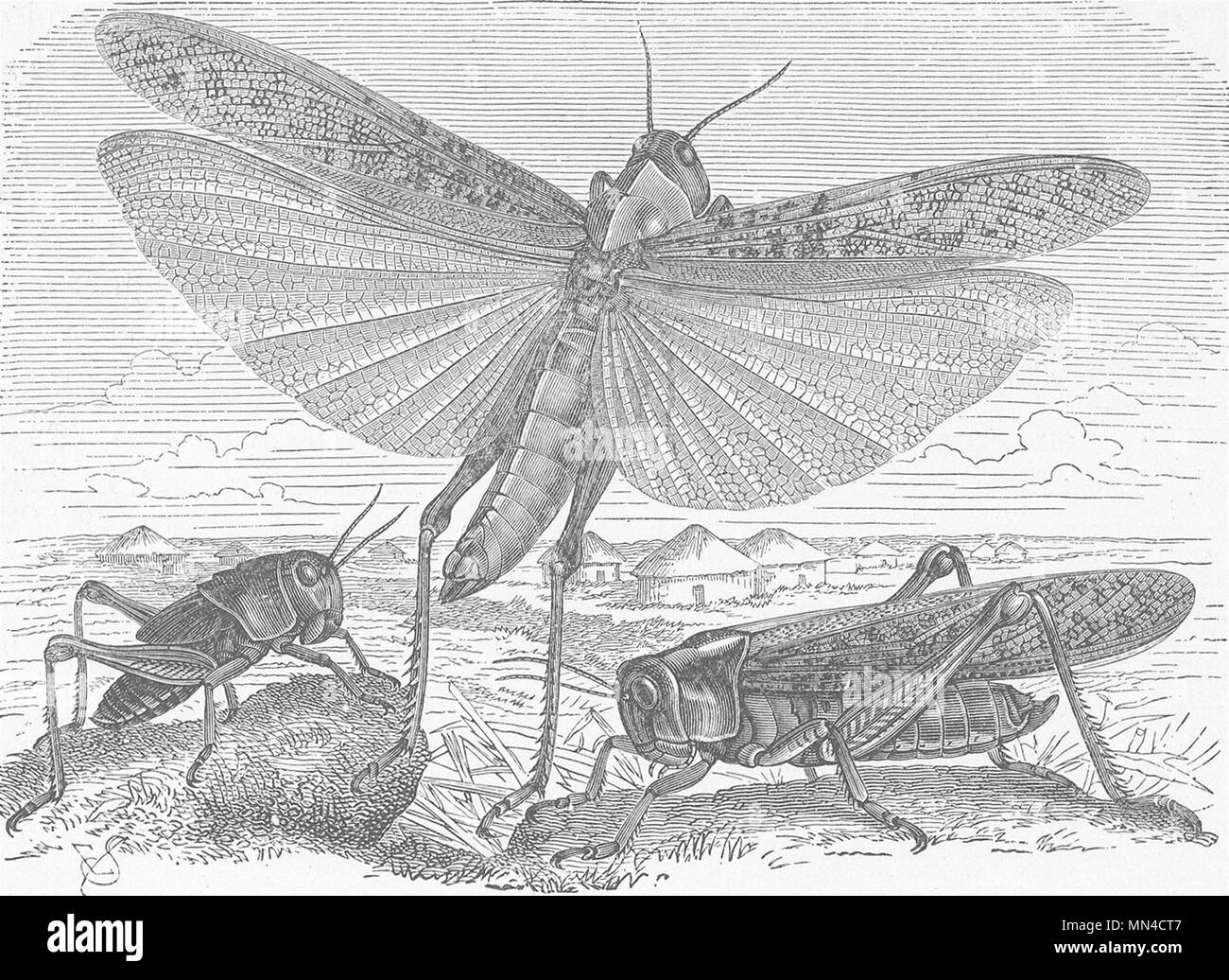 Gli insetti. Locusta migratoria del sud-est Europa (migrazioni Pachytylus) 1896 Foto Stock