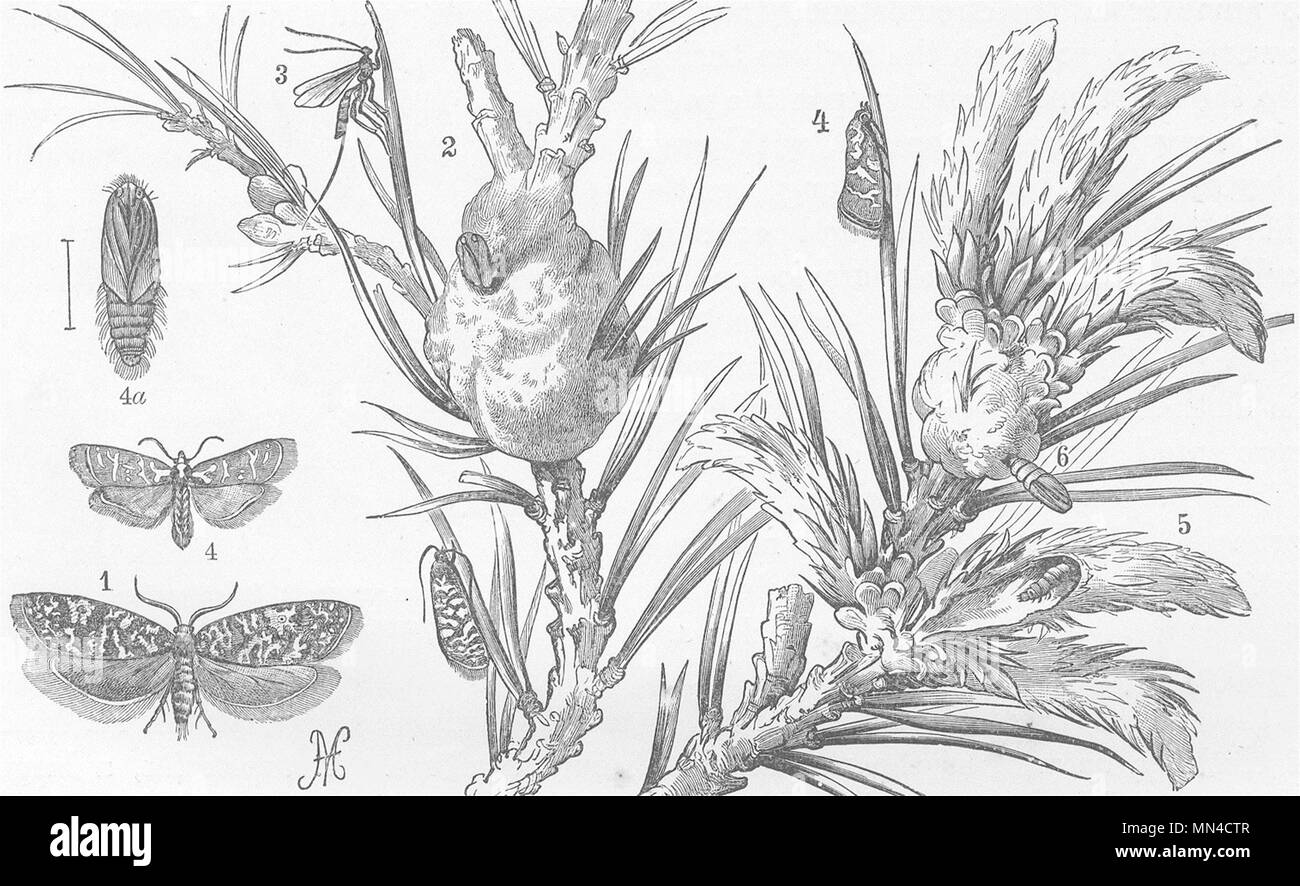 I Lepidotteri. Oak-gall tortrix & Larch tortrix 1896 antica immagine di stampa Foto Stock