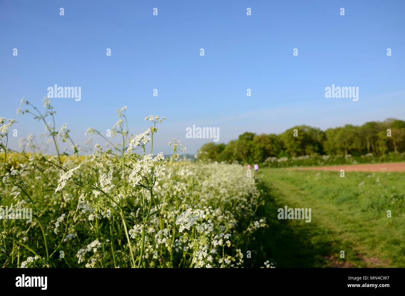 Mucca prezzemolo in primo piano con il percorso che conduce verso Rigsy legno, Lincolnshire, Inghilterra Foto Stock