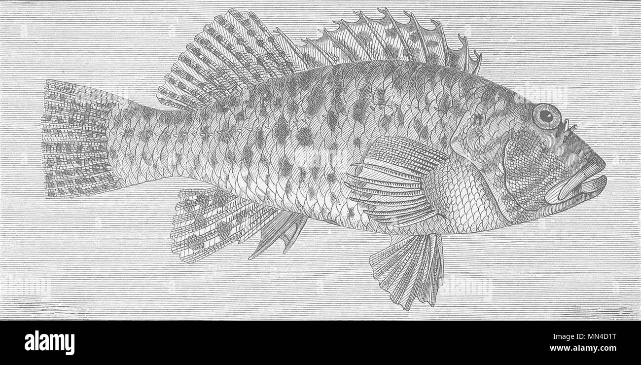Pesce. Avvistato ferma-fin 1896 antica vintage delle immagini di stampa Foto Stock