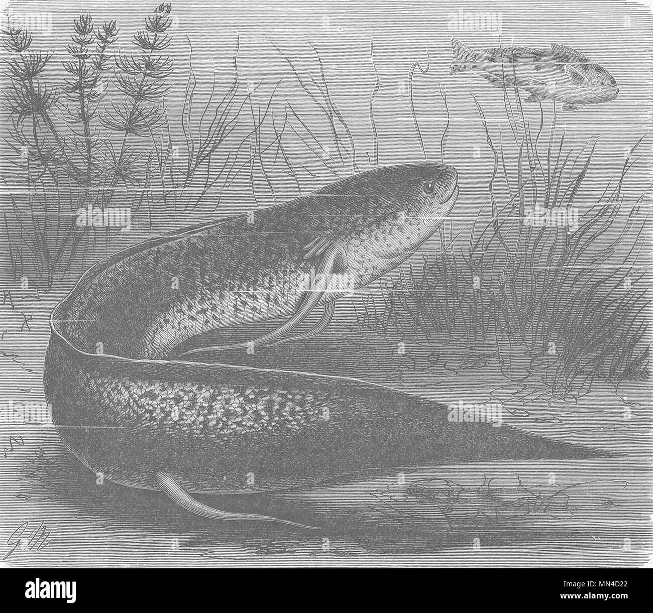 Pesce. Fango africano-pesci 1896 antica vintage delle immagini di stampa Foto Stock