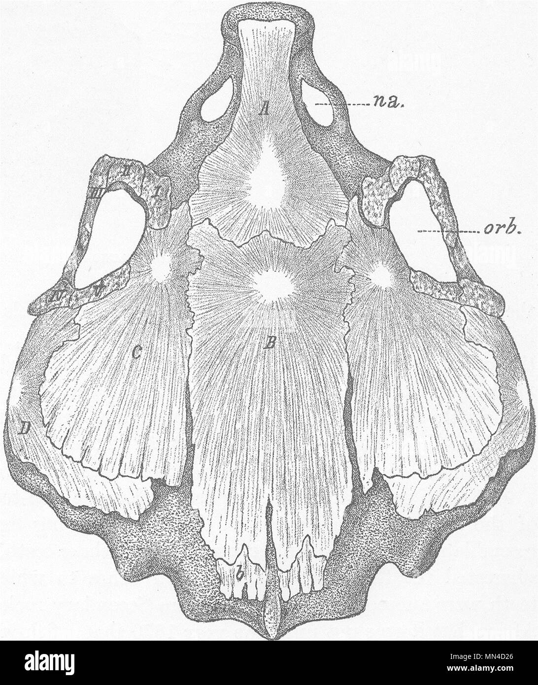 Pesce. Il tetto del cranio polmone australiano- 1896 antica vintage delle immagini di stampa Foto Stock