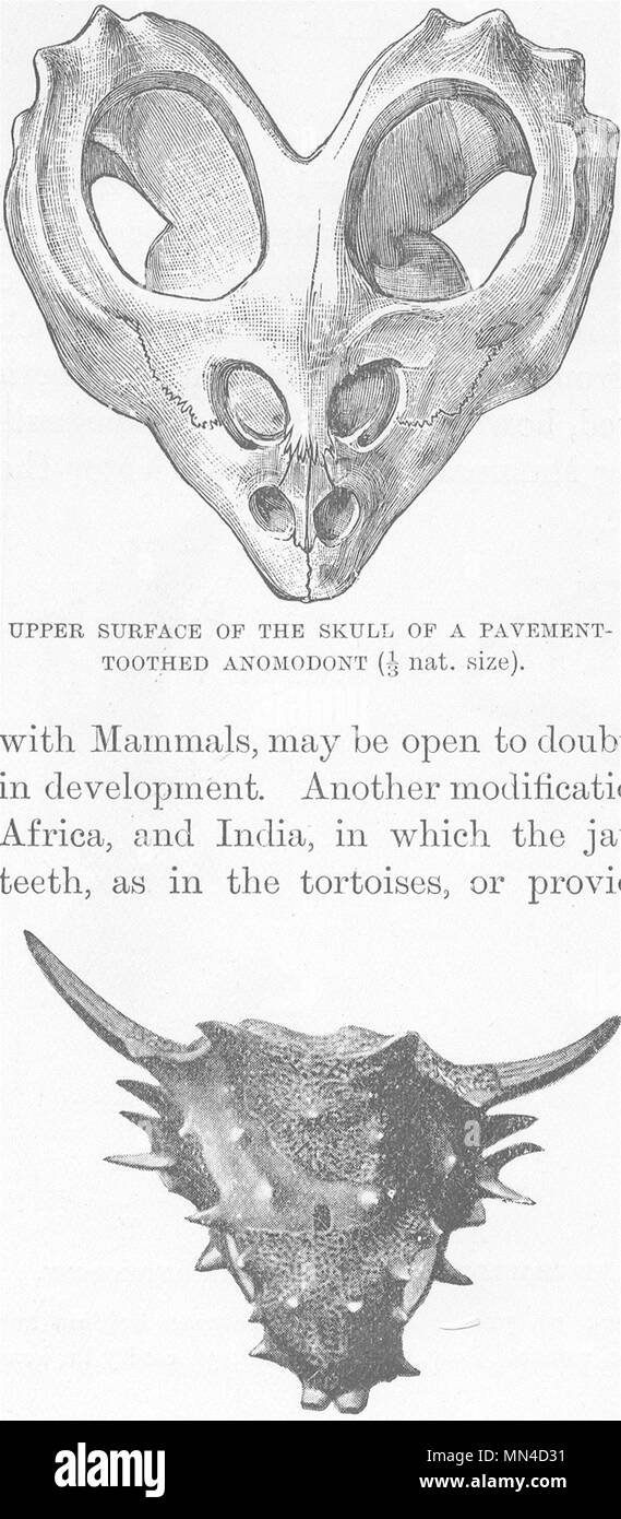 Rettili. Teschi. Pavimentazione & a parete Anomodont dentato 1896 antica stampa Foto Stock