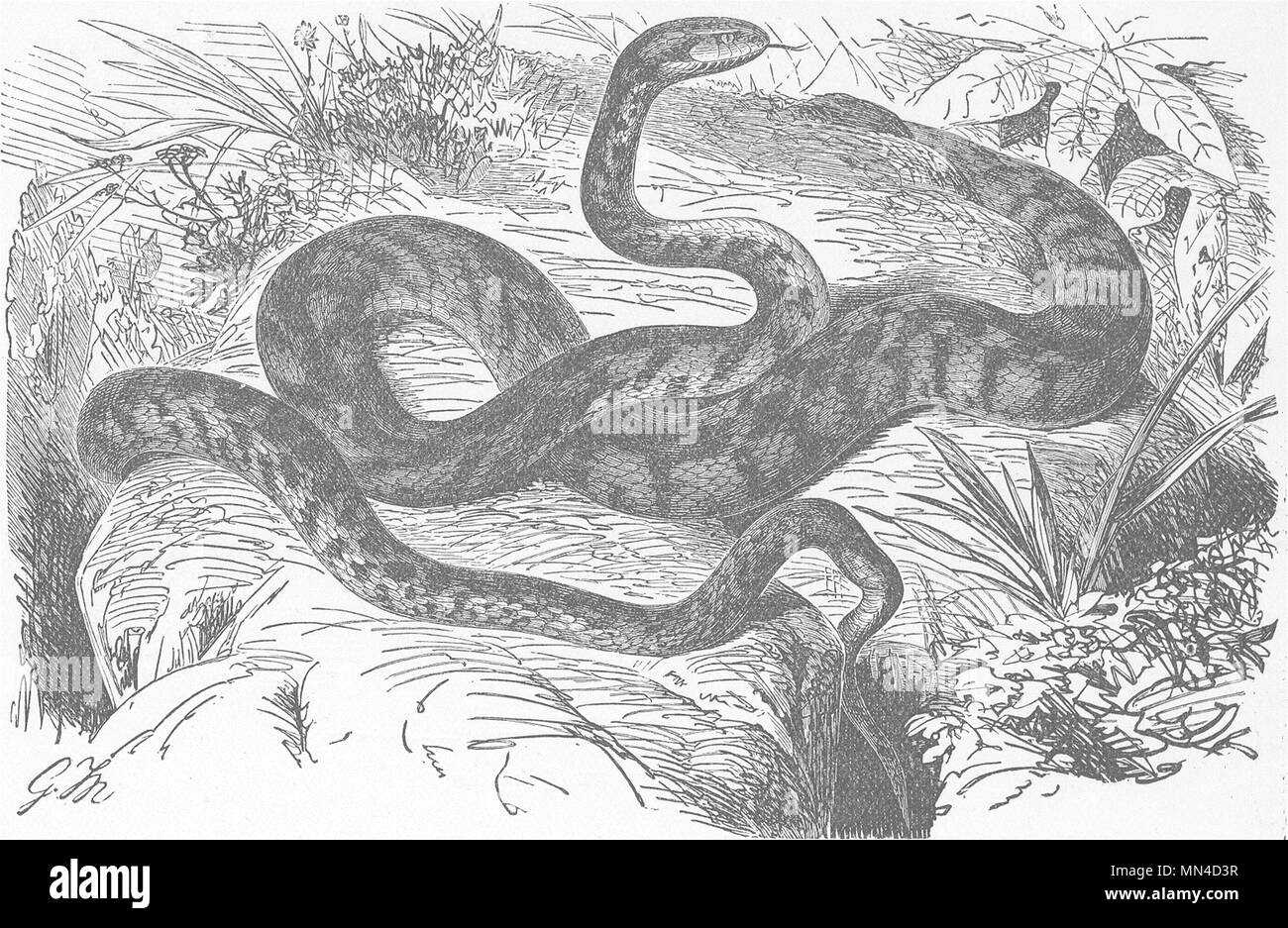 Gatti. Cat-serpente 1896 antica vintage delle immagini di stampa Foto Stock