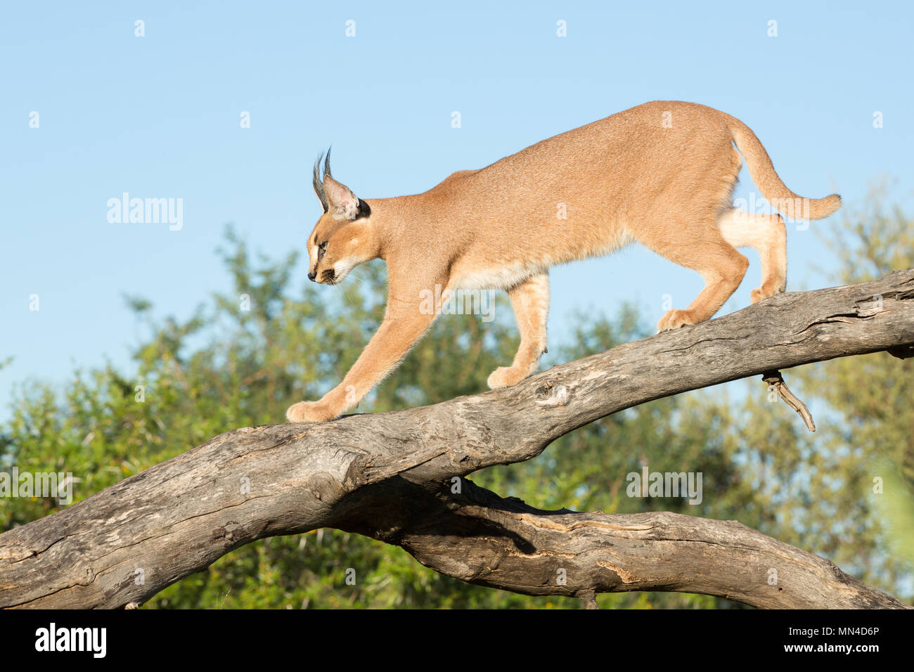 Un singolo Caracal cat percorrendo a piedi un ramo di albero. Sud Africa Foto Stock