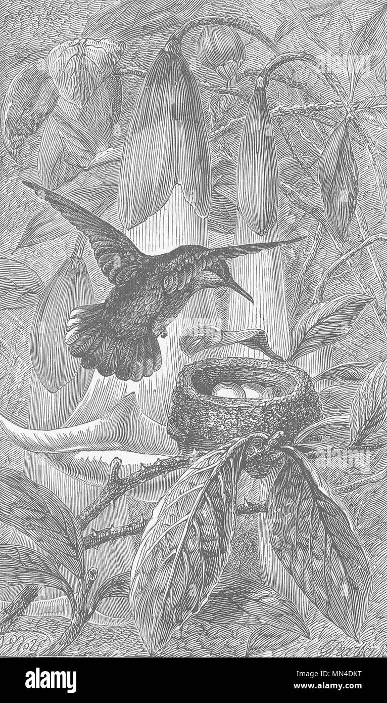 Gli uccelli. Colibrì e nest 1895 antica vintage delle immagini di stampa Foto Stock