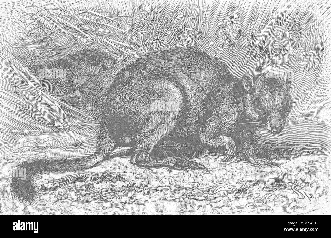 I marsupiali. Brush-tailed rat-kangaroo 1894 antica vintage delle immagini di stampa Foto Stock