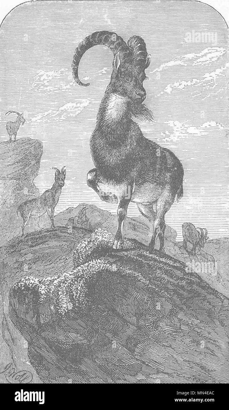 Capre. Arabian ibex 1894 antica vintage delle immagini di stampa Foto Stock