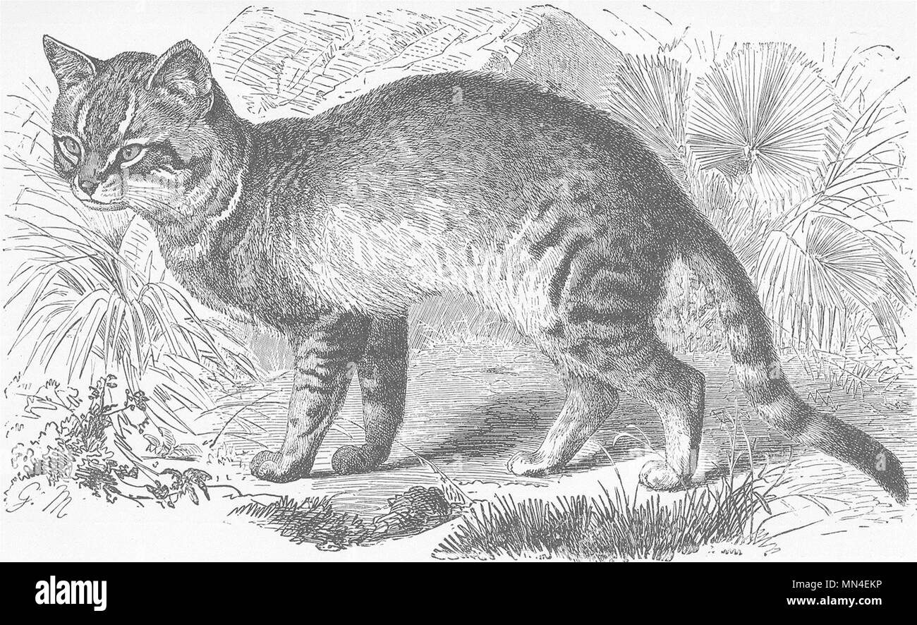 Gatti. Il gatto caffre 1893 antica vintage delle immagini di stampa Foto Stock