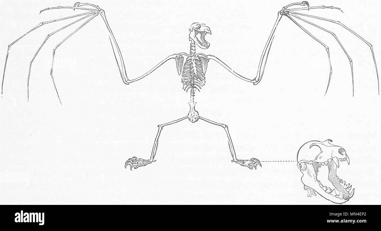 Mammiferi. Lo scheletro di frutta-bat 1893 antica vintage delle immagini di stampa Foto Stock