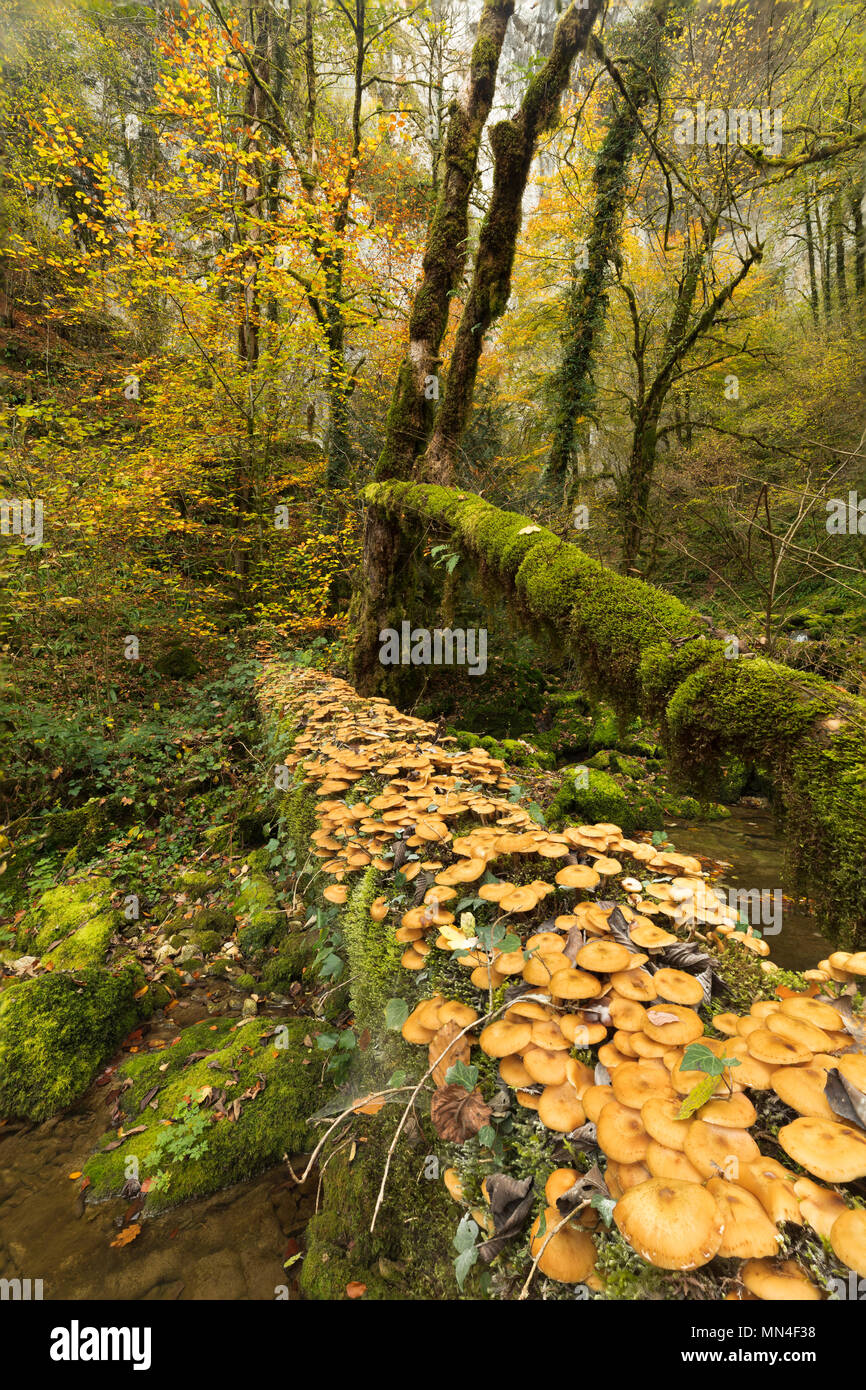 I funghi e i colori autunnali, Bief du Sarrazin, Source du Lison, Doubs, Franche-Comté, Francia Foto Stock