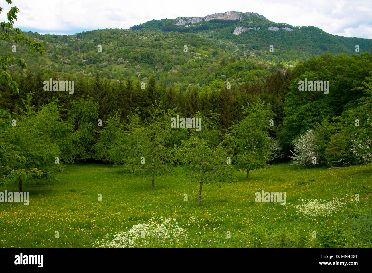 La primavera in Franche Comté regione in Francia Foto Stock