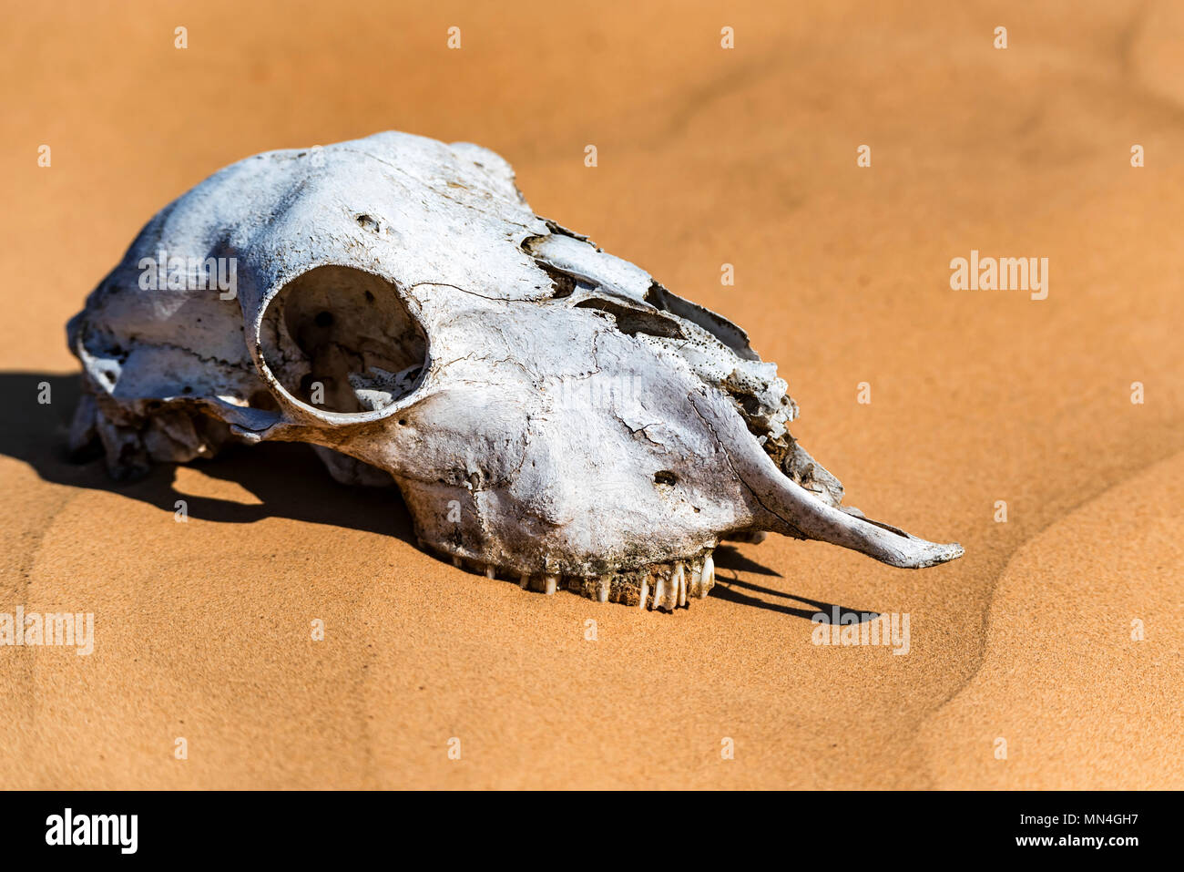Cranio di pecora in sabbia vicino Foto Stock