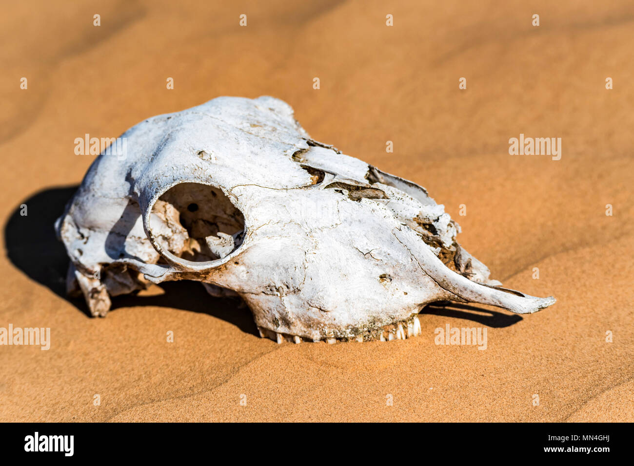 Cranio di pecora in sabbia vicino Foto Stock