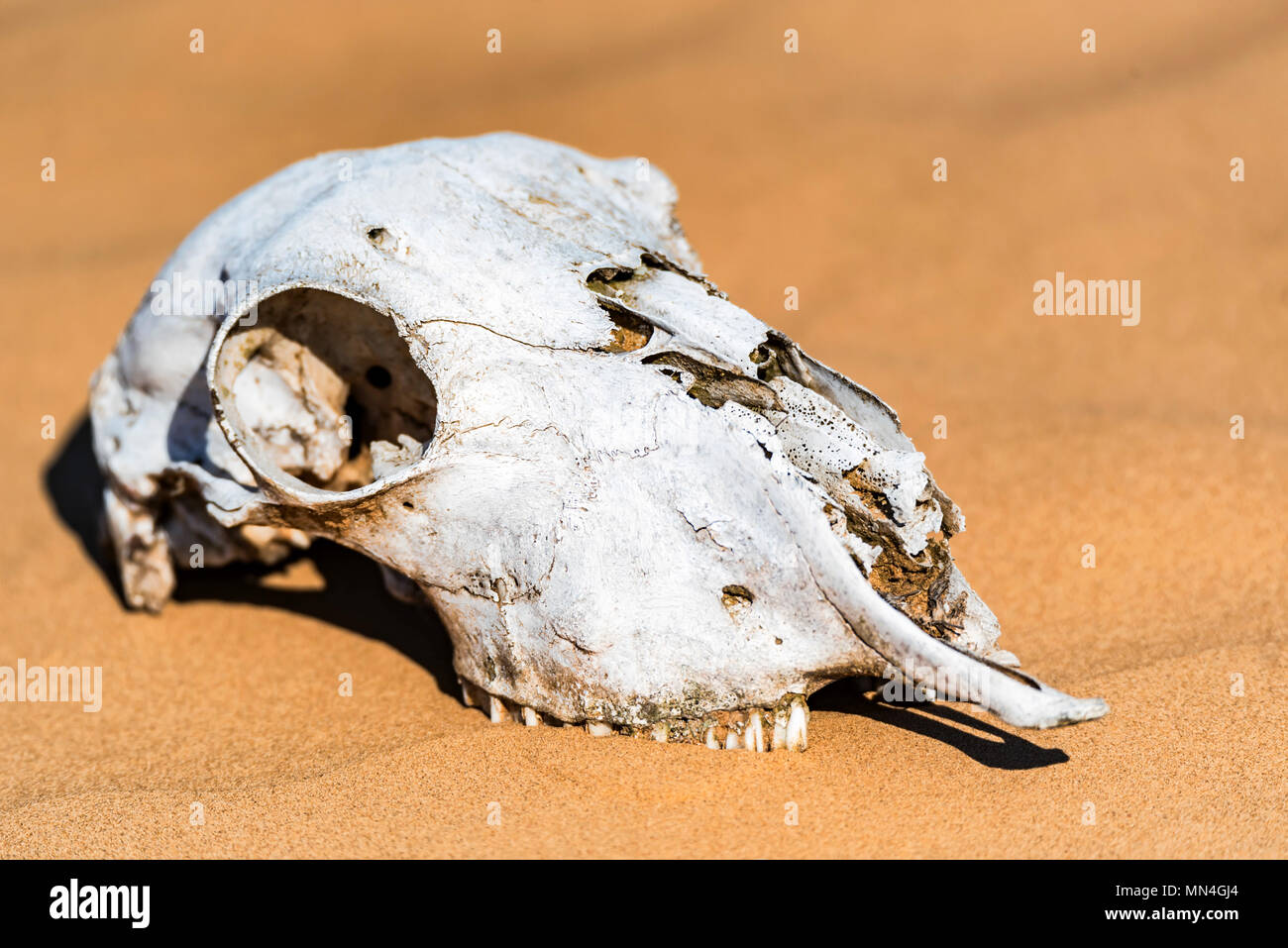 Cranio di pecora in sabbia vicino Foto Stock