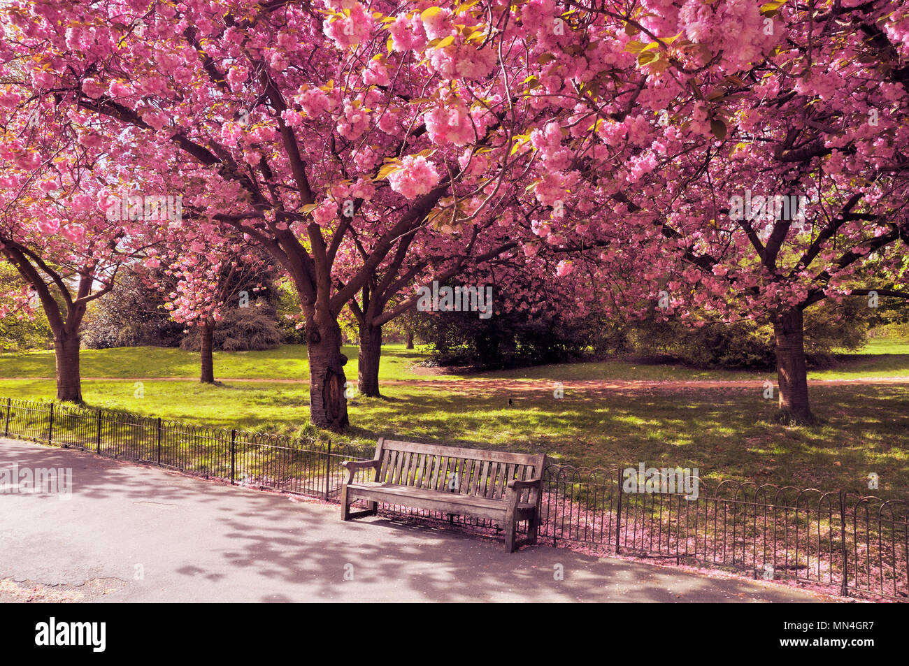Un vuoto di una panchina nel parco sotto un baldacchino di alberi di ciliegio in fioritura, London, England, Regno Unito Foto Stock