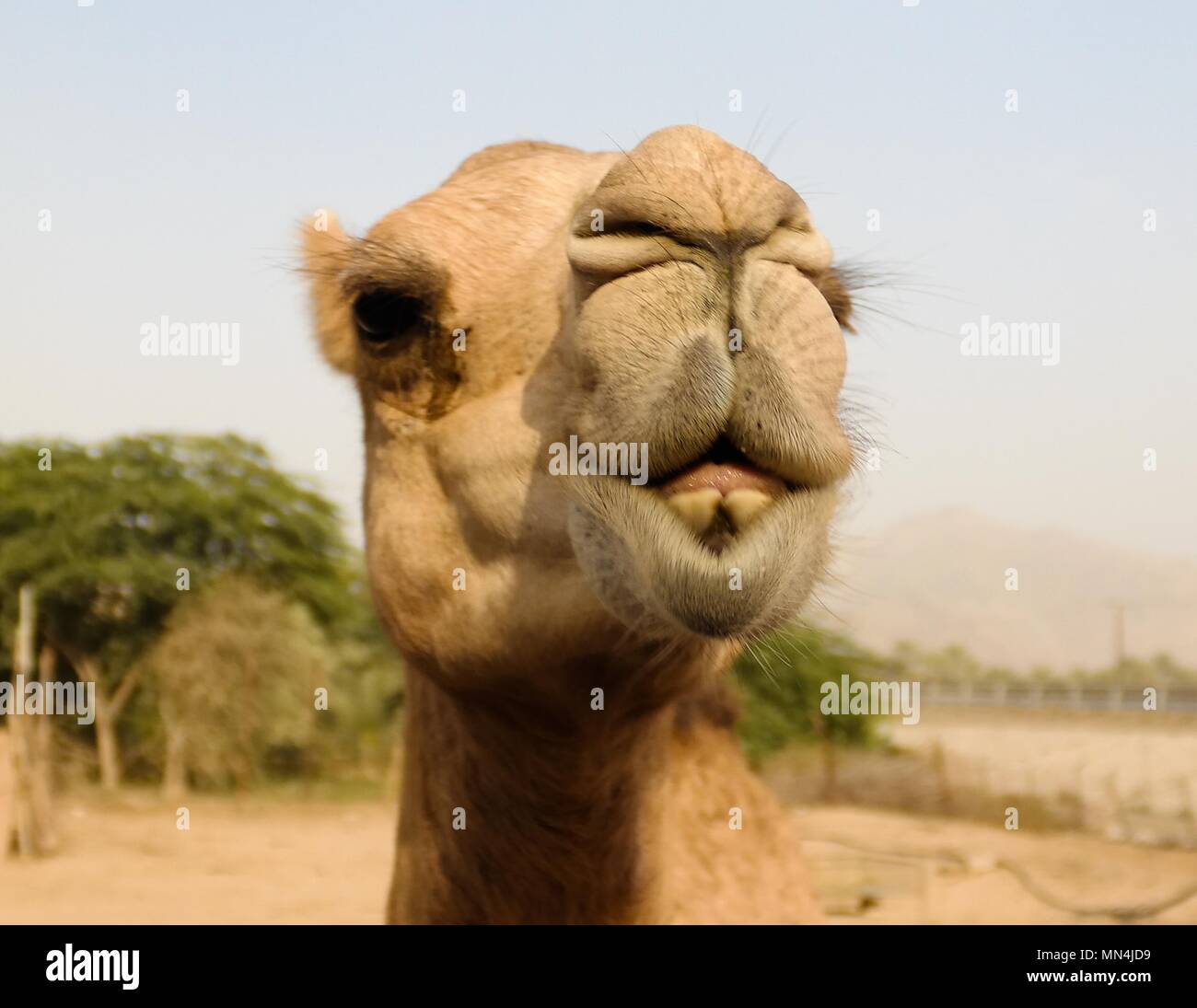 Ritratto di divertenti testa di cammello in Sharjah Emirati arabi uniti Foto Stock