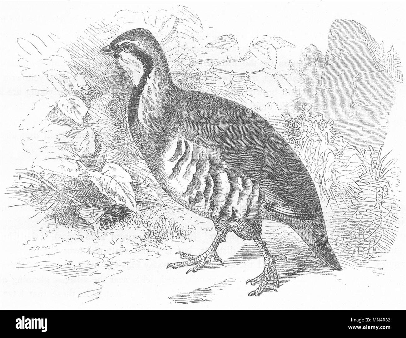 Gli uccelli. Uccelli gallinacei. Pernice. Red-gambe c1870 antica stampa Foto Stock