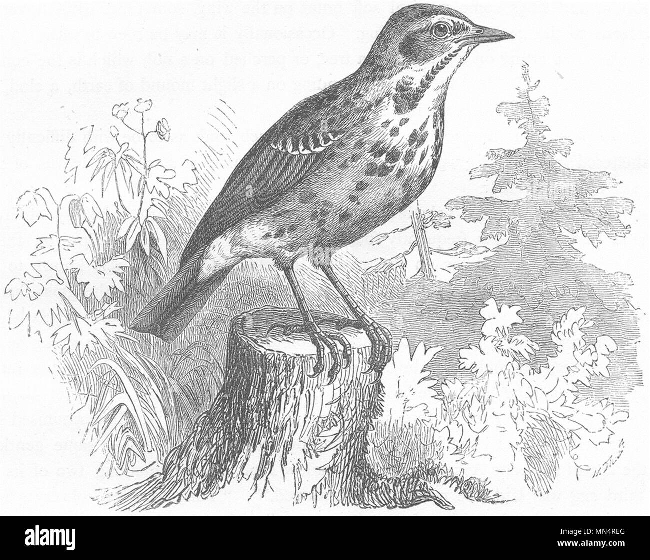 Gli uccelli. Il canto. Tree Pipit c1870 antica vintage delle immagini di stampa Foto Stock