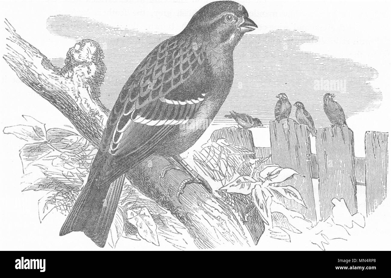 OUIDAH. Vedova bianco-throated Song Sparrow c1870 antica immagine di stampa Foto Stock