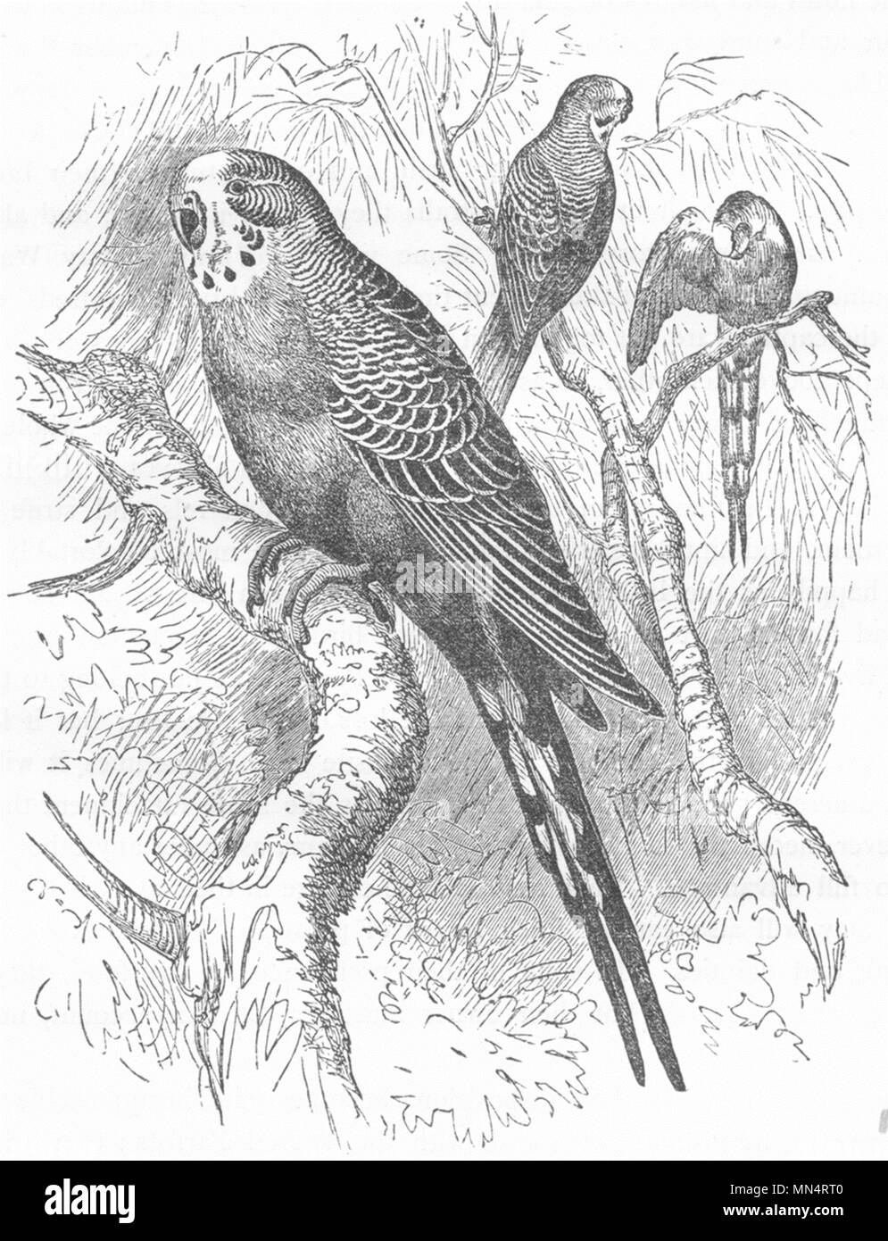 CRACKER. Long-Tailed Parrot, Parrakeet. Sventolato c1870 antica immagine di stampa Foto Stock