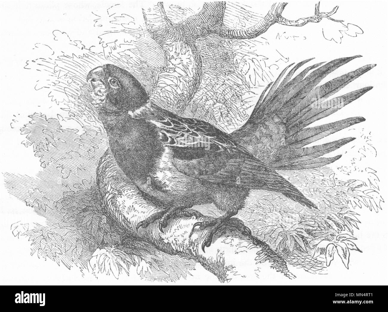 CRACKER. Long-Tailed Parrot, Parrakeet. Rosella c1870 antica stampa Foto Stock