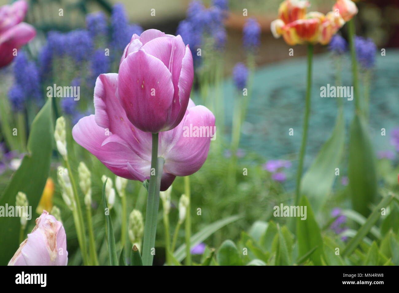 Viola tulip duo in giardino cottage Foto Stock