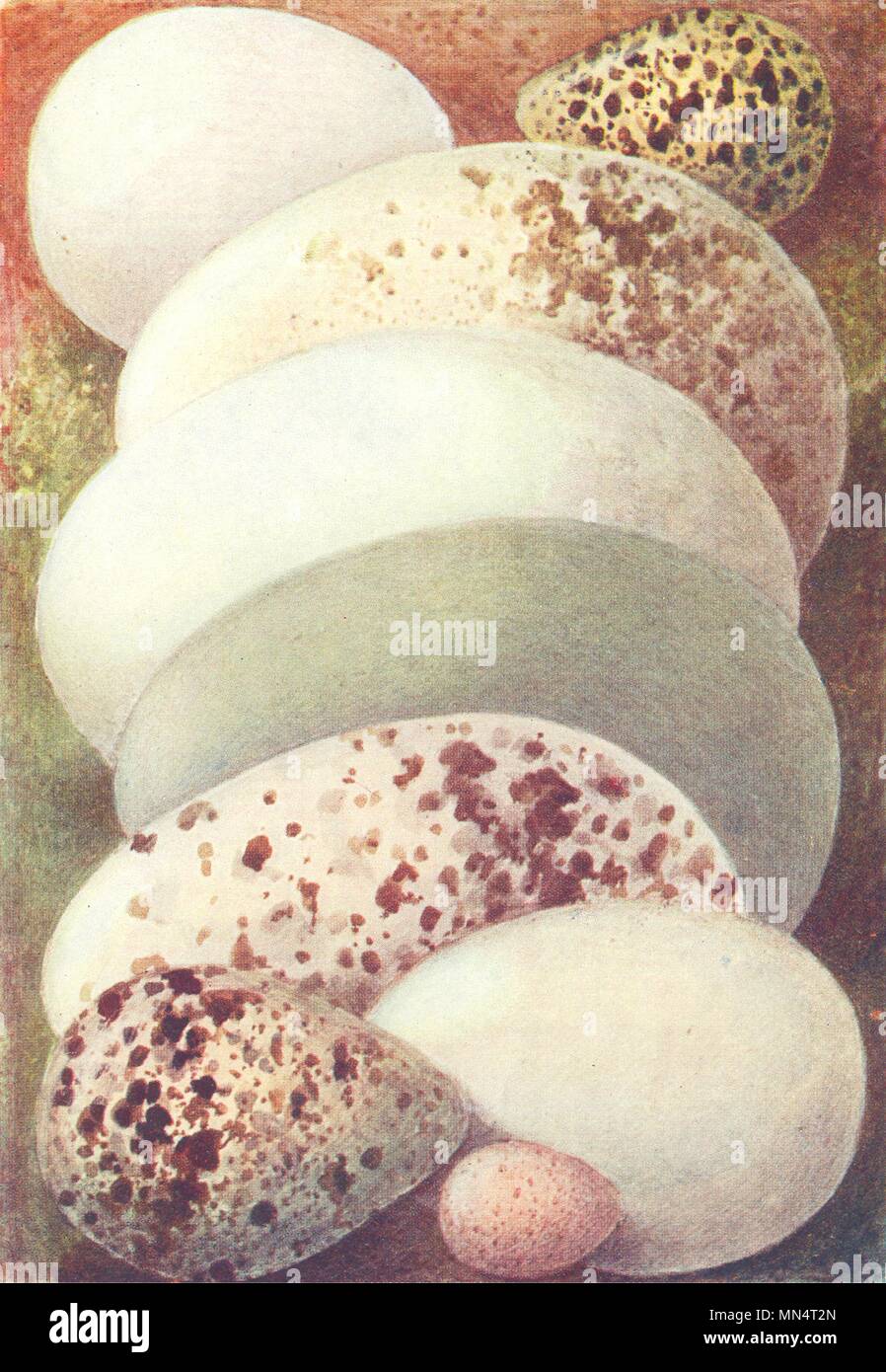 Uova. Allocco; Phalarope; Golden Eagle; Eider Duck 1901 antica stampa Foto Stock