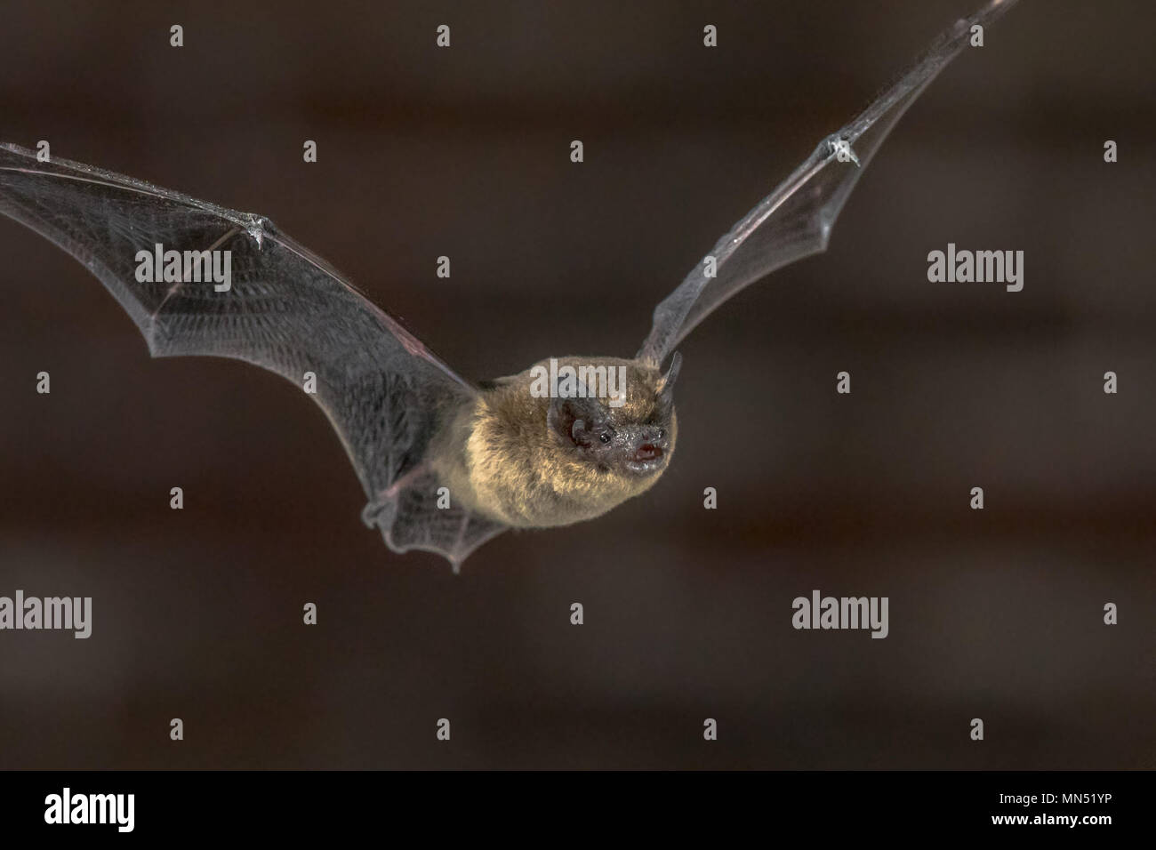 Close up Pipistrelle bat (Pipistrellus pipistrellus) battenti in soffitta della chiesa nelle tenebre Foto Stock