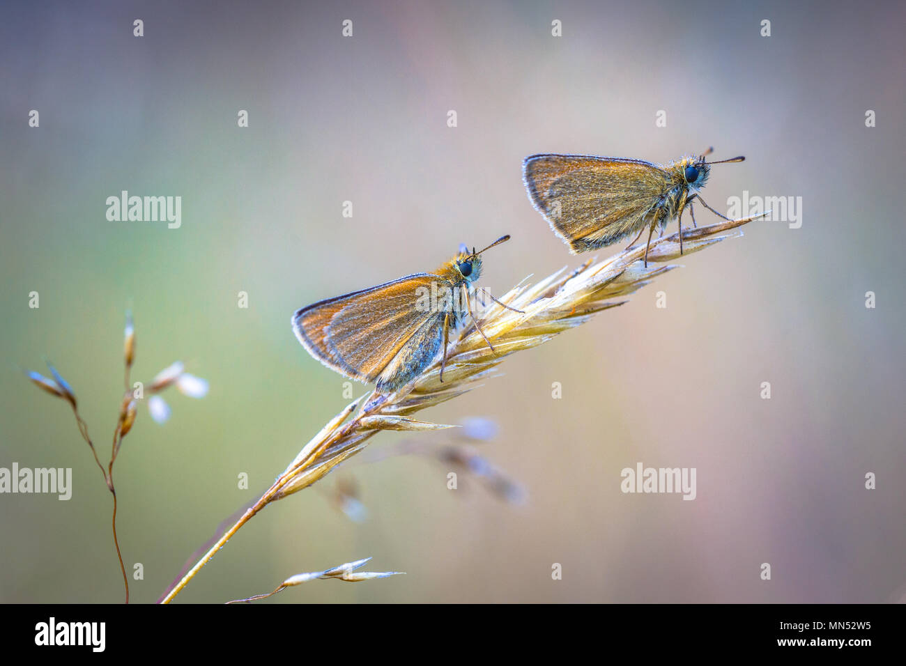 Coppia di Essex skipper (Thymelicus lineola) appollaiato sulla paglia in mattina presto. Questa è una farfalla in famiglia Hesperiidae. Esso si verifica durante tutto molto di Foto Stock