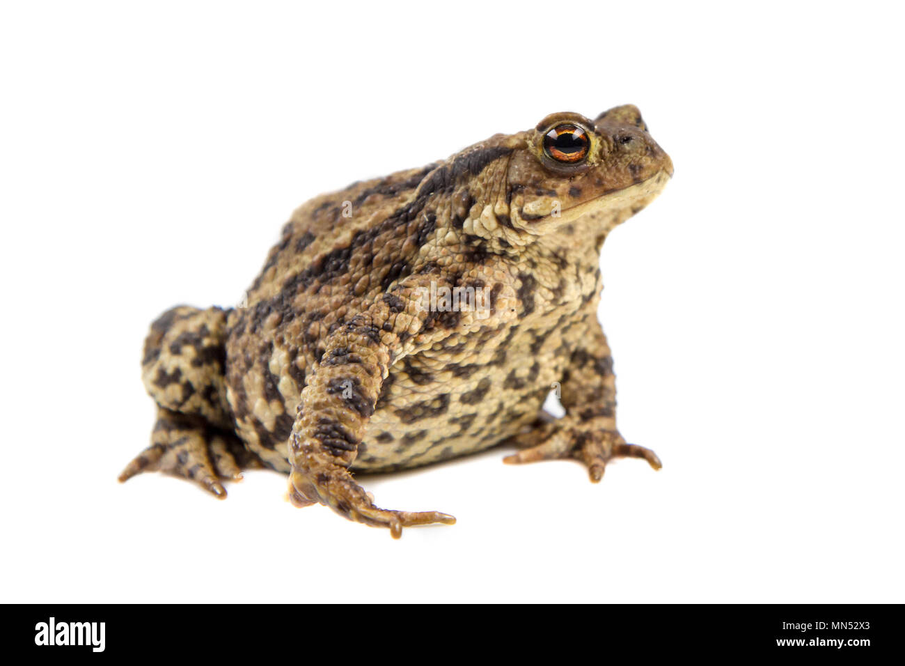 Europeo di rospo comune (Bufo bufo) isolato su sfondo bianco Foto Stock
