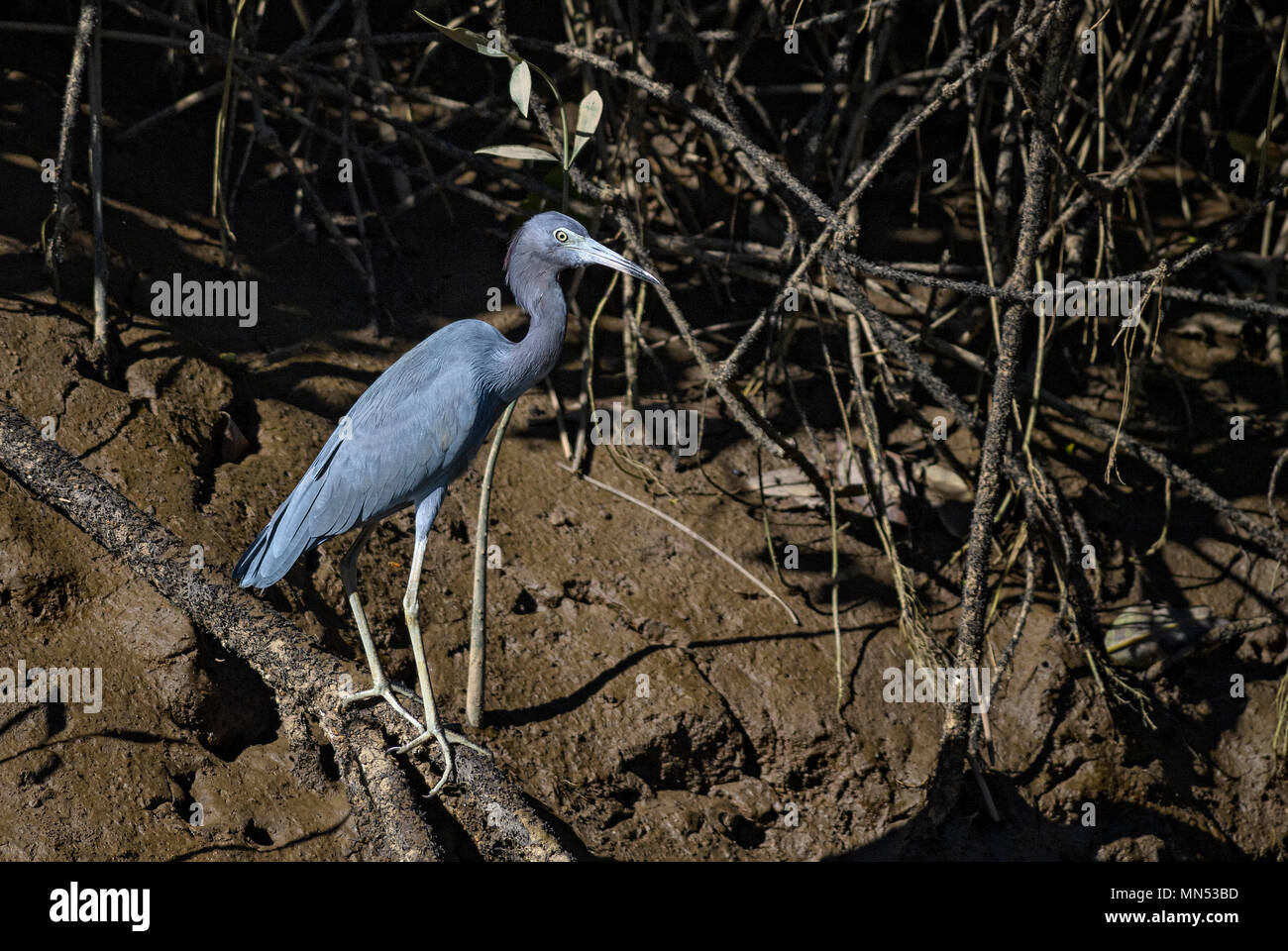 Little Blue Heron - Egretta caerulea, blu airone cenerino dal Nuovo Mondo acque fresche e mangrovie, Costa Rica. Foto Stock