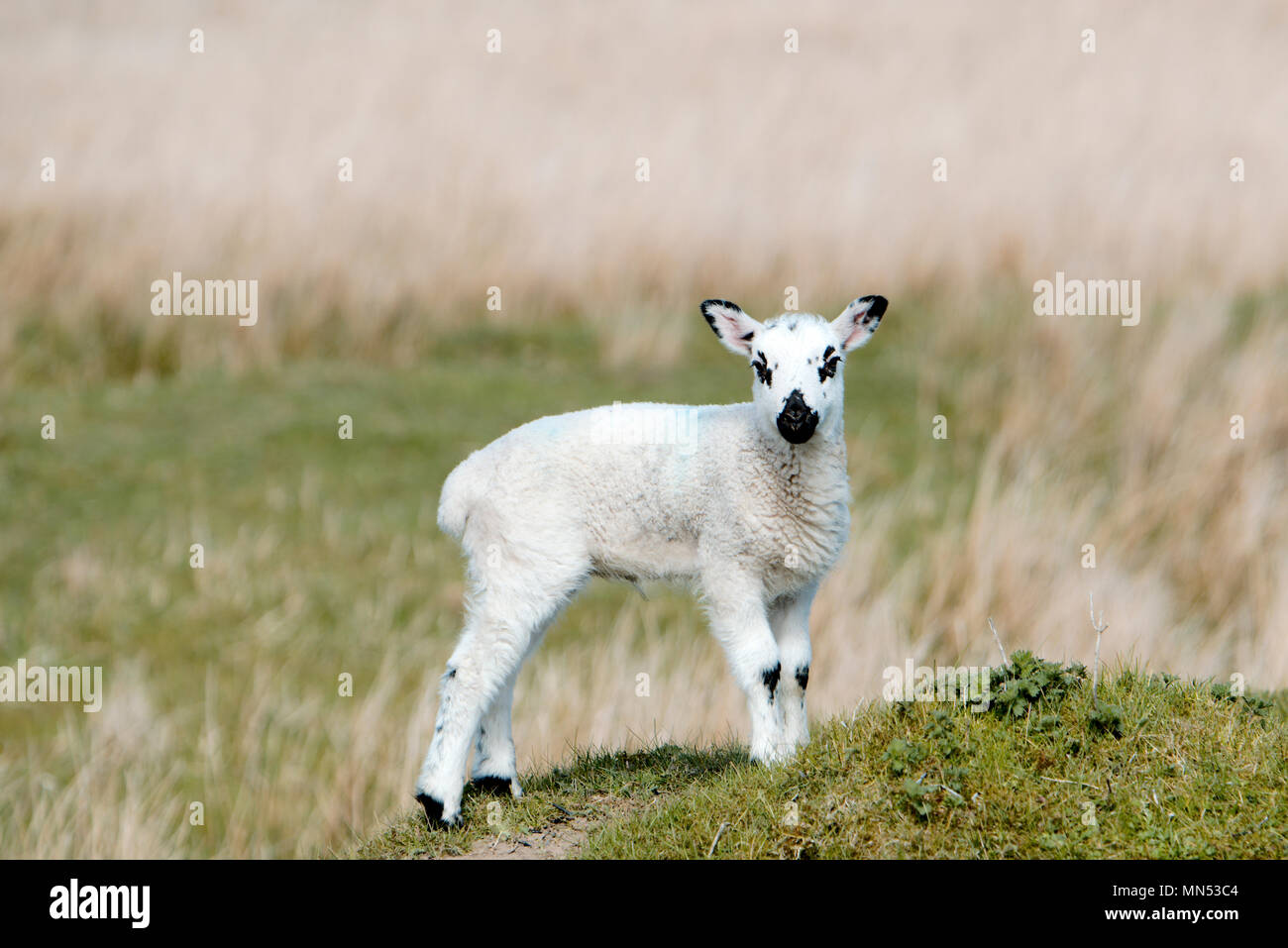 Un agnello godendo il sole pomeridiano Nidderdale North Yorkshire Foto Stock