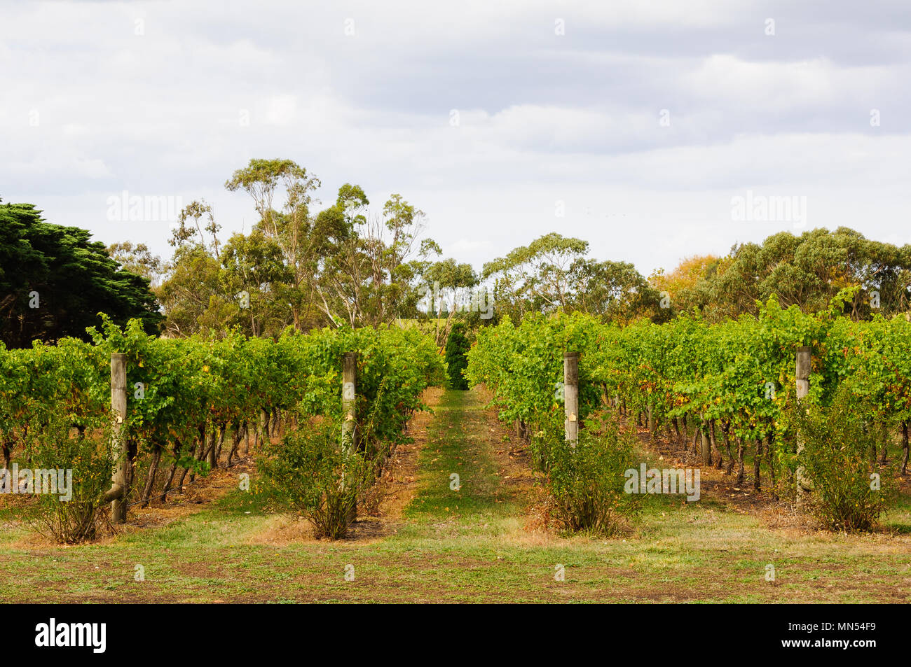 Filari di viti in una Penisola Bellarine vigna - Geelong, Victoria, Australia Foto Stock