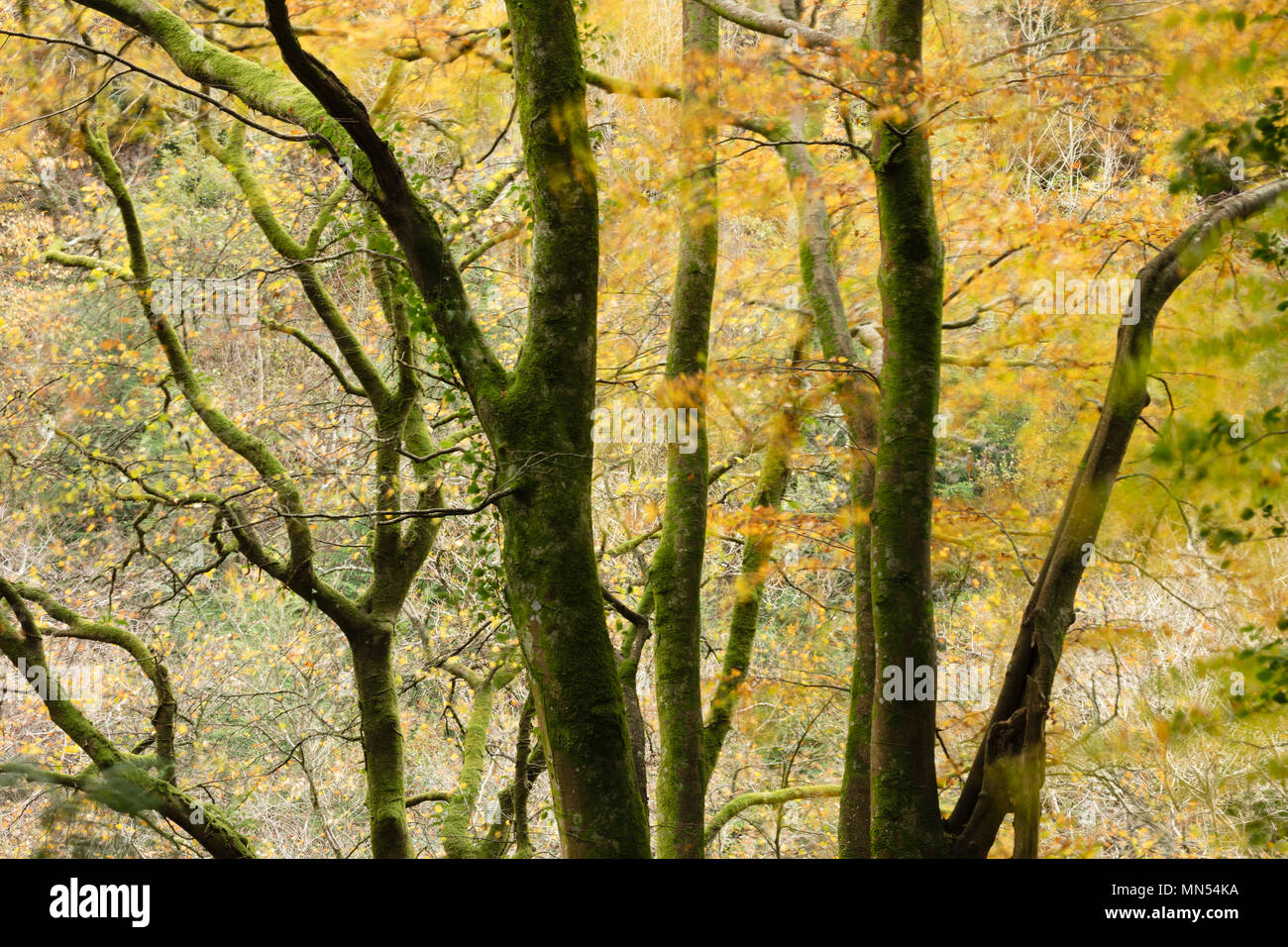 I colori autunnali nella valle di Conway, Snowdonia, Wales, Regno Unito Foto Stock