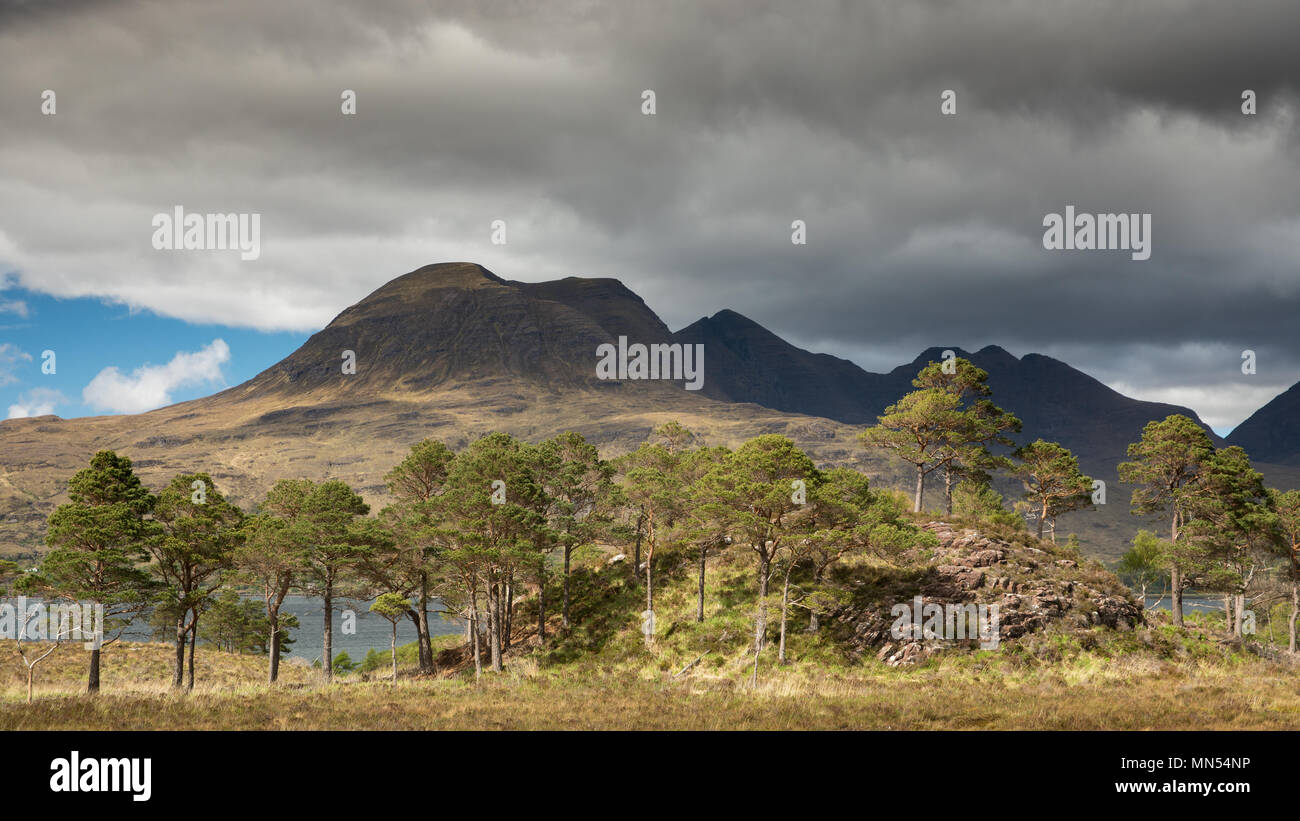 Caledonian pini sopra Loch Torridon con Beinn Aligin oltre, Ben Damh station wagon, Wester Ross, Scotland, Regno Unito Foto Stock