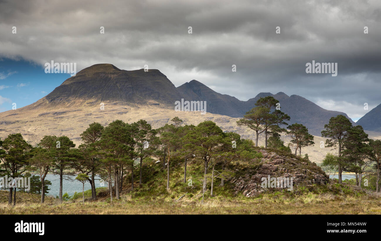 Caledonian pini sopra Loch Torridon con Beinn Aligin oltre, Ben Damh station wagon, Wester Ross, Scotland, Regno Unito Foto Stock