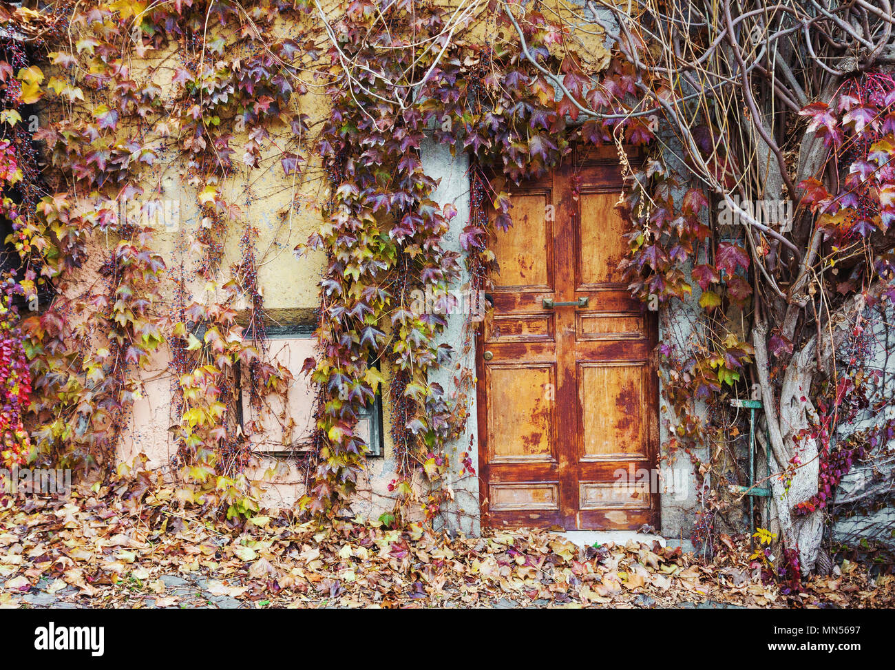 Vecchie porte abbandonate ricoperta con il rosso e il giallo vigneti in autunno Foto Stock