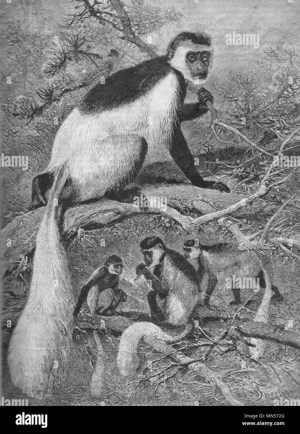 Colobus guerezza. Scimmie africane. Vintage illustrazioni incise. Pubblicato nella rivista nel 1900. Illustrator Specht. Foto Stock