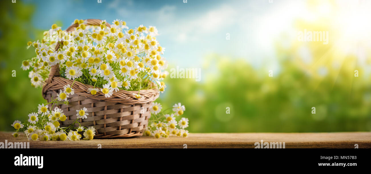Cesto di fiori di camomilla sul tavolo di legno Foto Stock