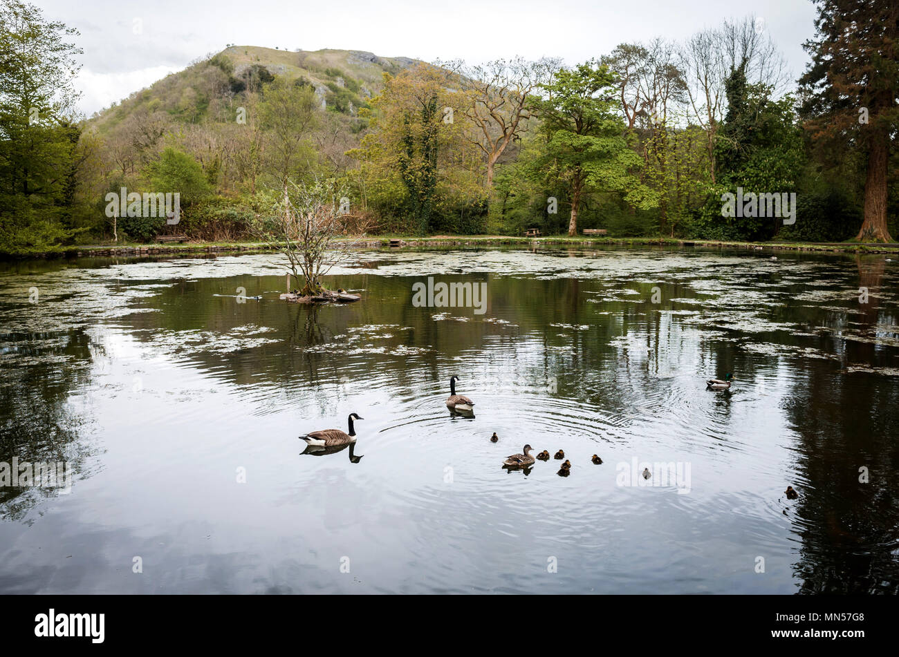 Craig y nos, il parco all'interno del Parco Nazionale di Brecon Beacons Foto Stock