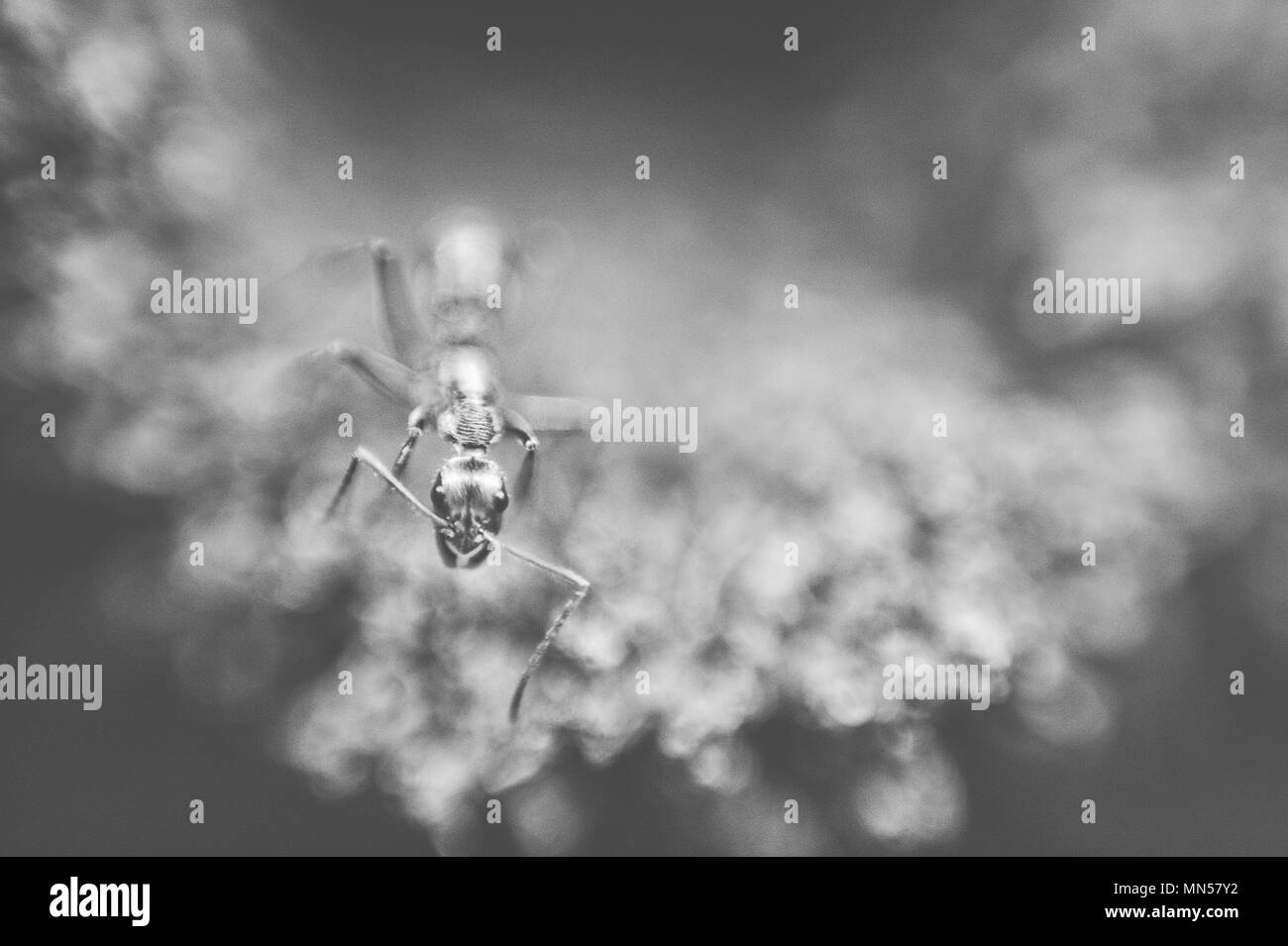 La natura e la sua bellezza Foto Stock