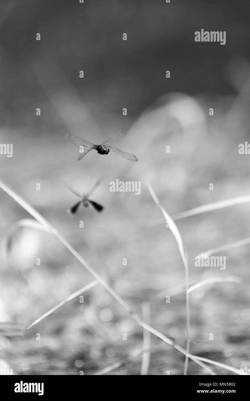 La natura e la sua bellezza Foto Stock