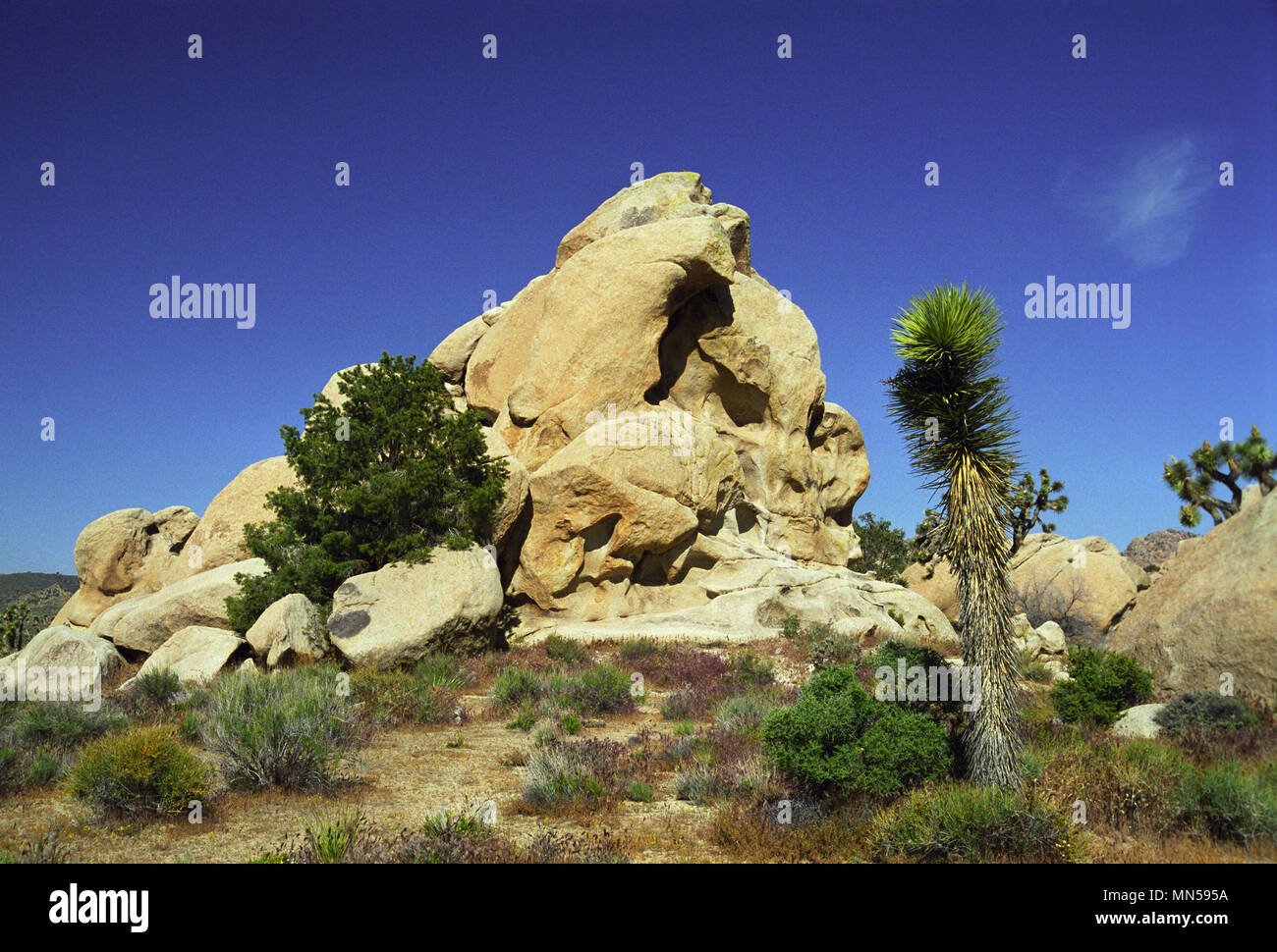 Joshua tree, Yucca brevifolia, Yucca palm, Monzogranite pila di rocce, Hidden Valley, Joshua Tree National Park, CA 980516 024 Foto Stock